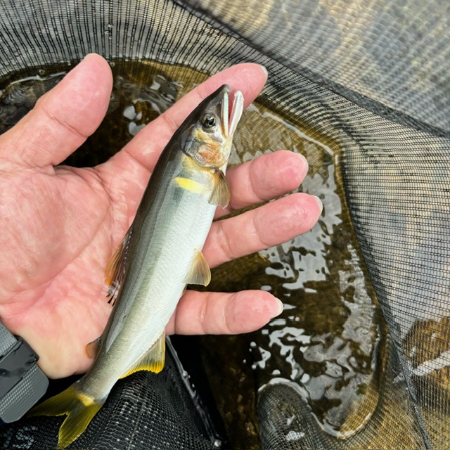 一庫大路次川 鮎 Ⅱ