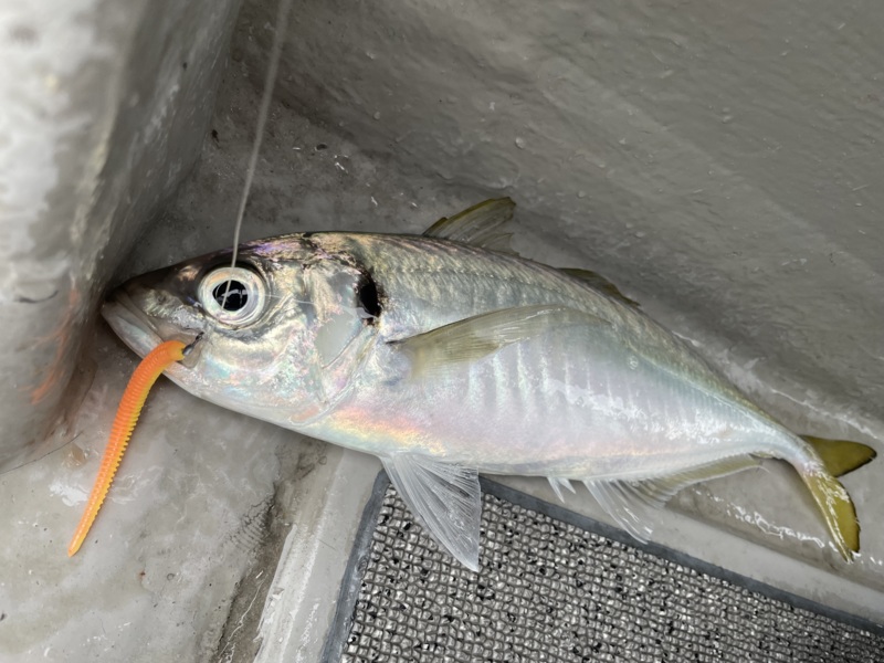 淡治郎を求めて