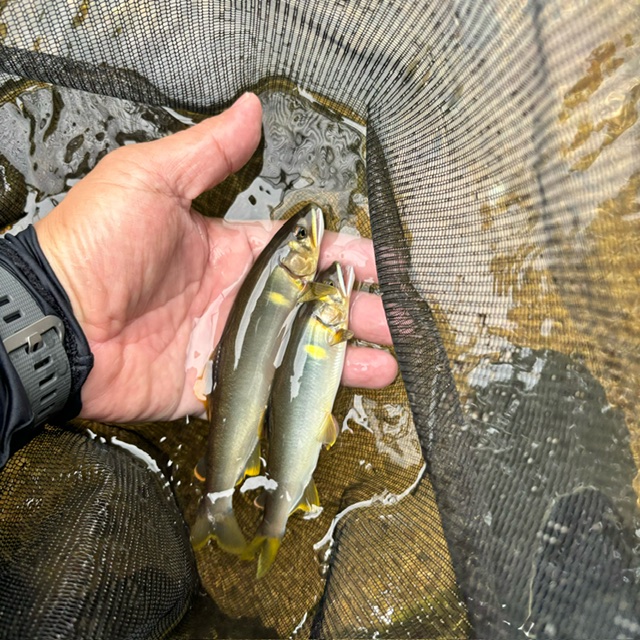 兵庫県 大路次川 鮎