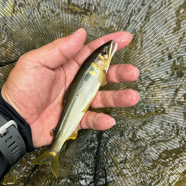 兵庫県 大路次川 鮎