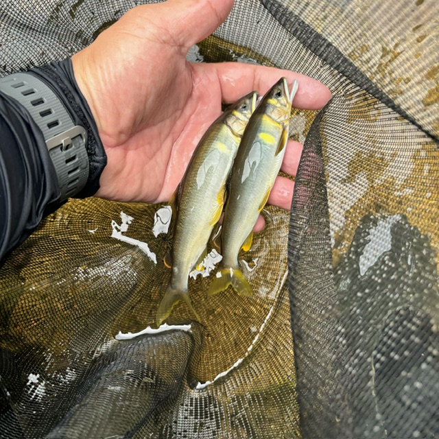 兵庫県 大路次川 鮎