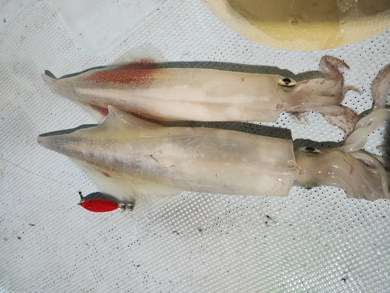 京都間人イカメタル好調!