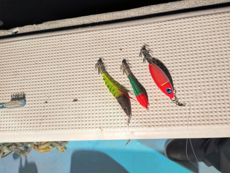 京都間人イカメタル好調!