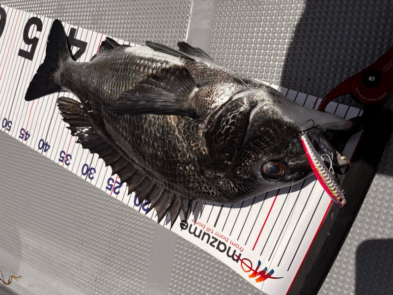 大阪湾でルアーソルトのチヌ釣果