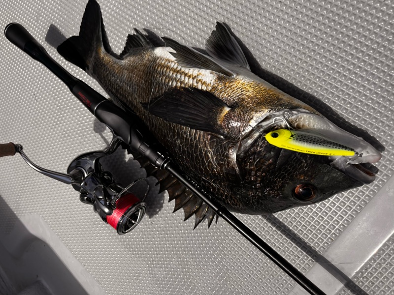 大阪湾でルアーソルトのチヌ釣果