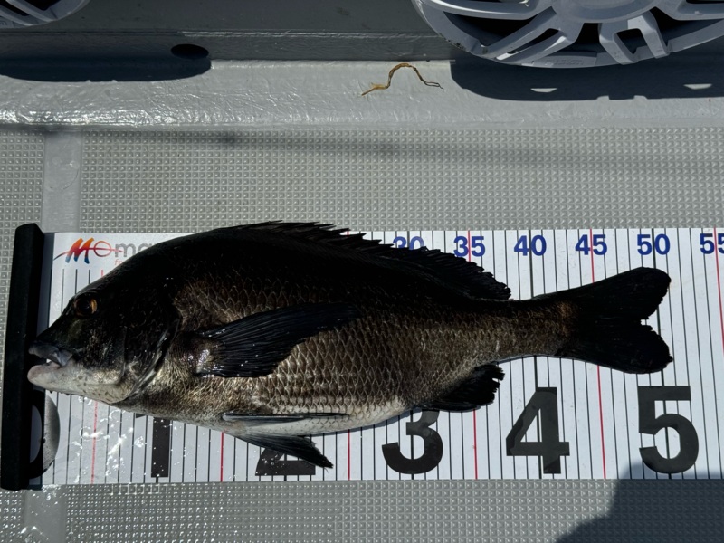 大阪湾でルアーソルトのチヌ釣果