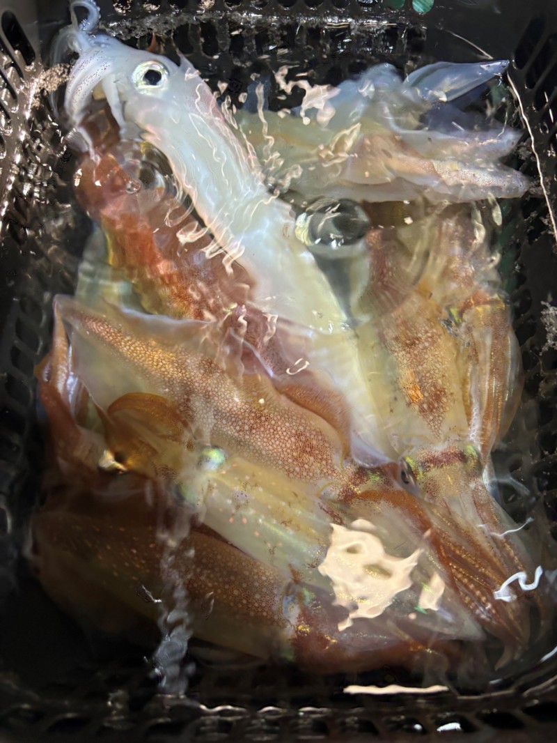 浅茂川漁港からの船釣りで白イカ釣果