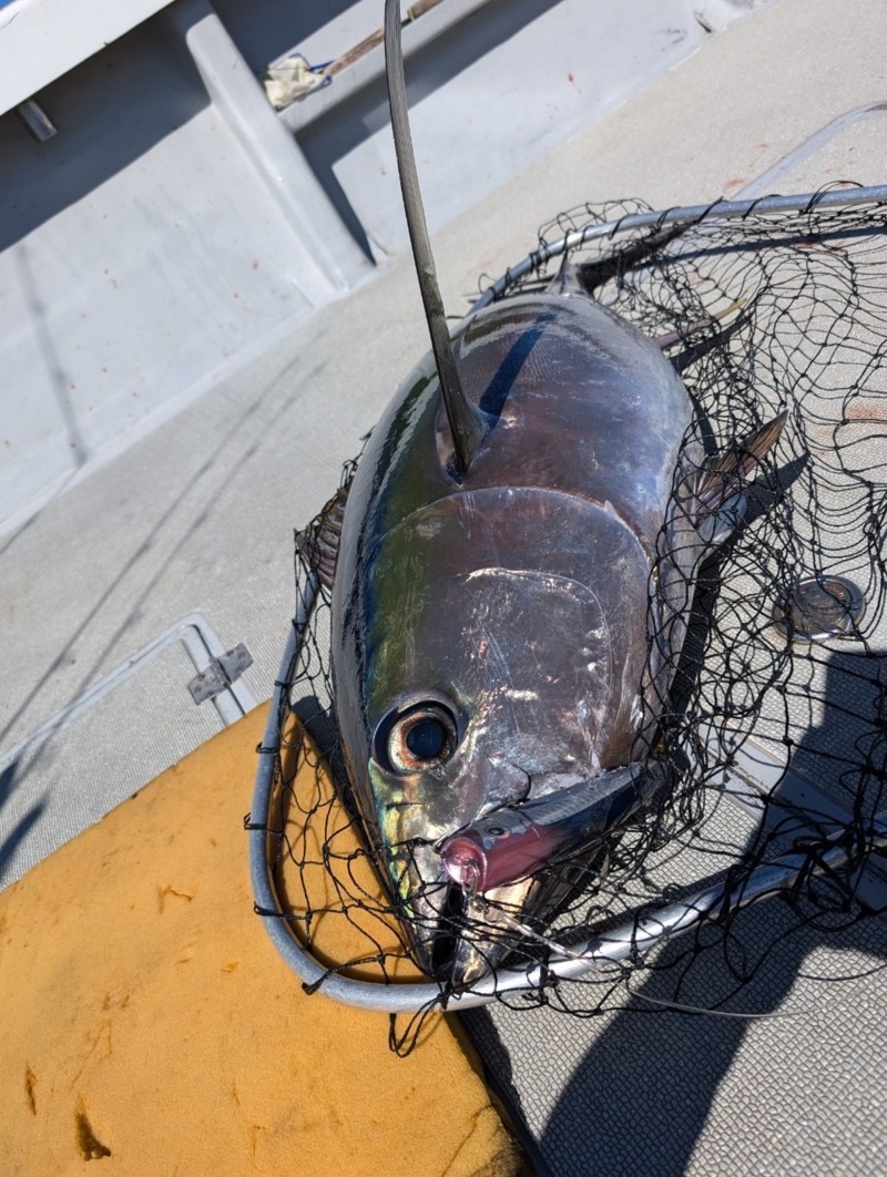三重県・へいみつ丸のキャスティングゲームでキハダマグロ釣果