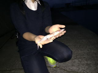 「泉南郡岬町」小島漁港でエギング|ケンサキイカ5杯釣果