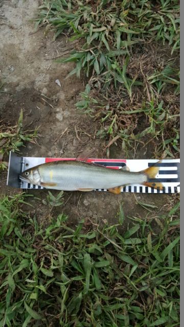 「兵庫県」揖保川・鮎友釣り10匹釣果