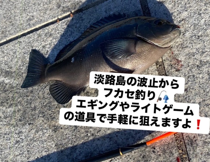 淡路島 波止フカセ釣り