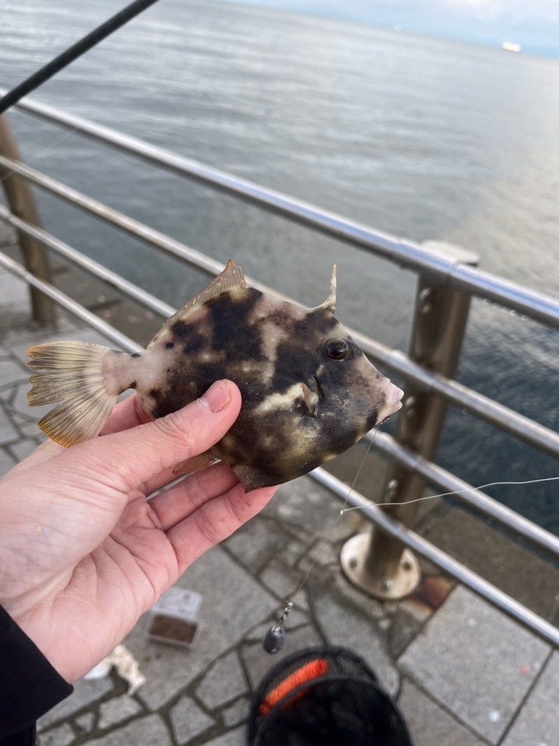 淡路島でのんびり波止釣り