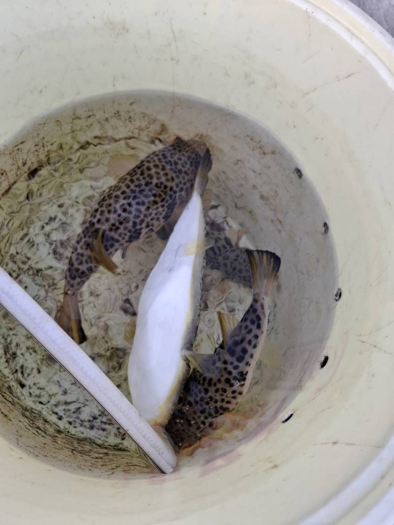 真冬明石アカメフグ