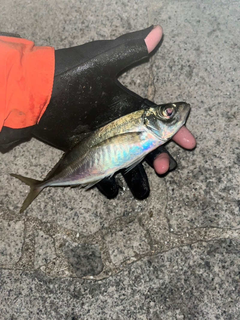 淡路島 ウキ釣り!