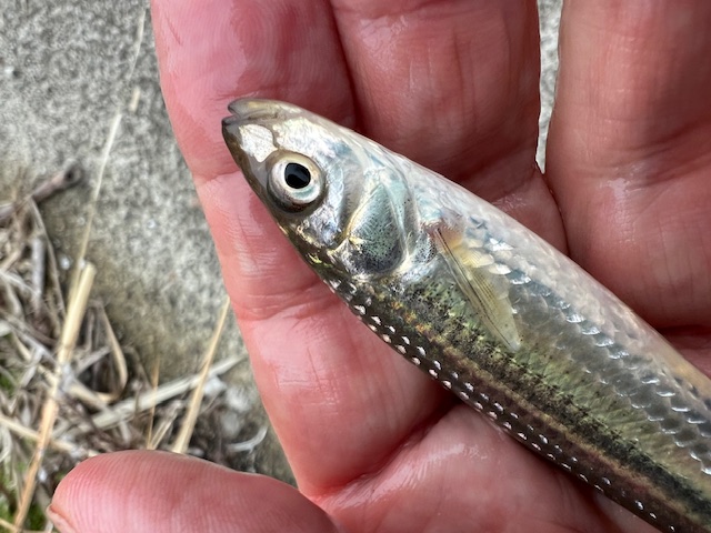 琵琶湖ホンモロコ始動