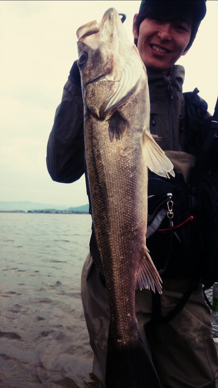 「島根県宍道湖・中海」ソルトルアー|シーバス40匹釣果