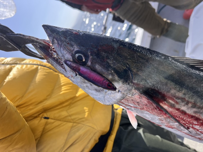 日本海 ブレードジギング