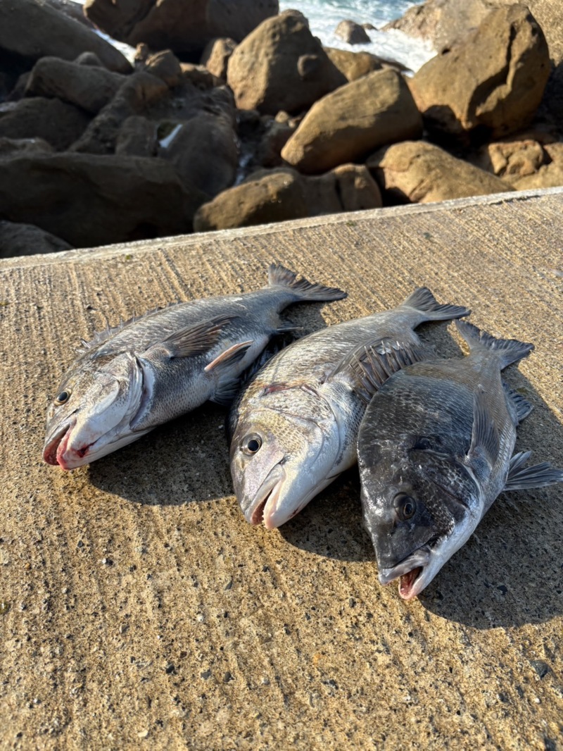 和歌山県でのチヌ釣り!