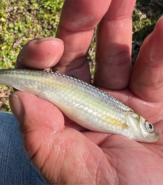 琵琶湖ホンモロコ3