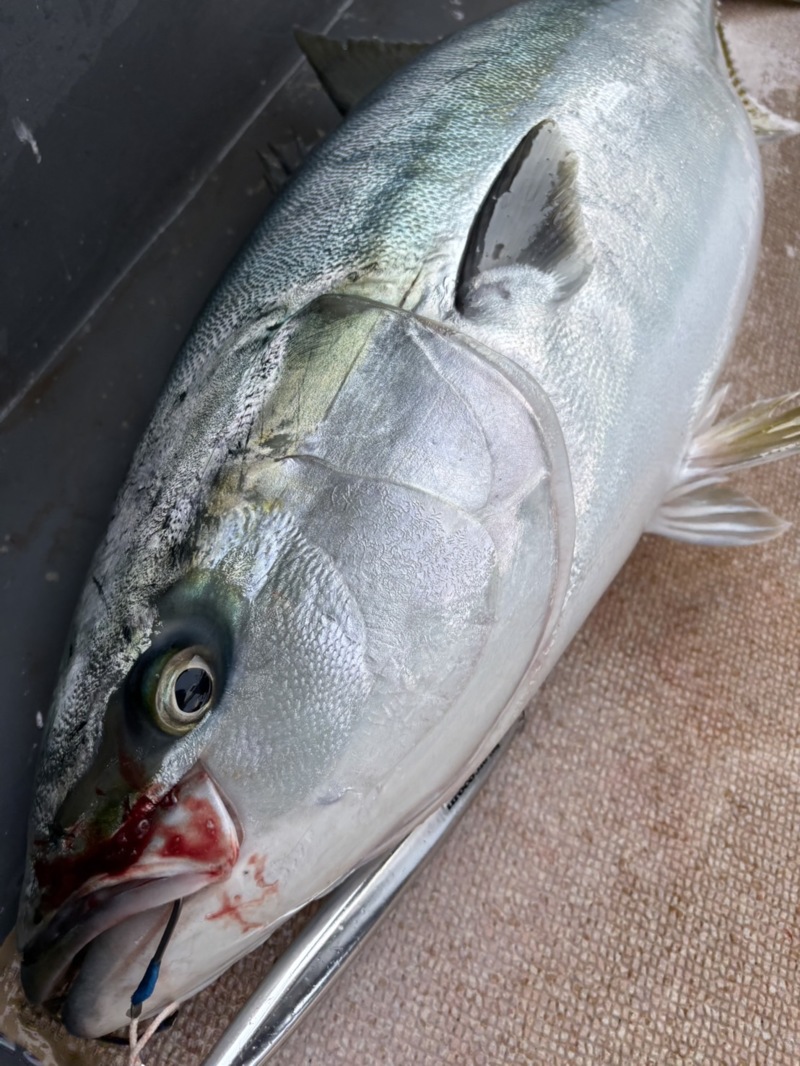 夢追い!Dream chaser便