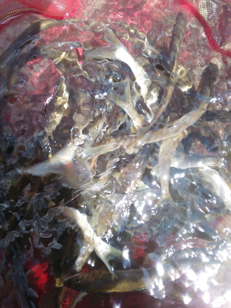 安曇川広瀬地区・長尾|琵琶湖小鮎第29戦