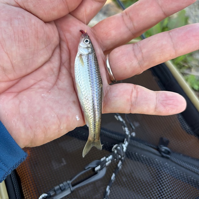 琵琶湖 モロコ釣り2