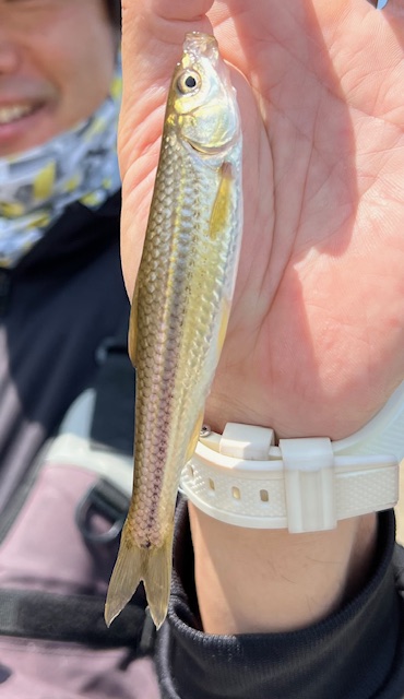 琵琶湖ホンモロコ8