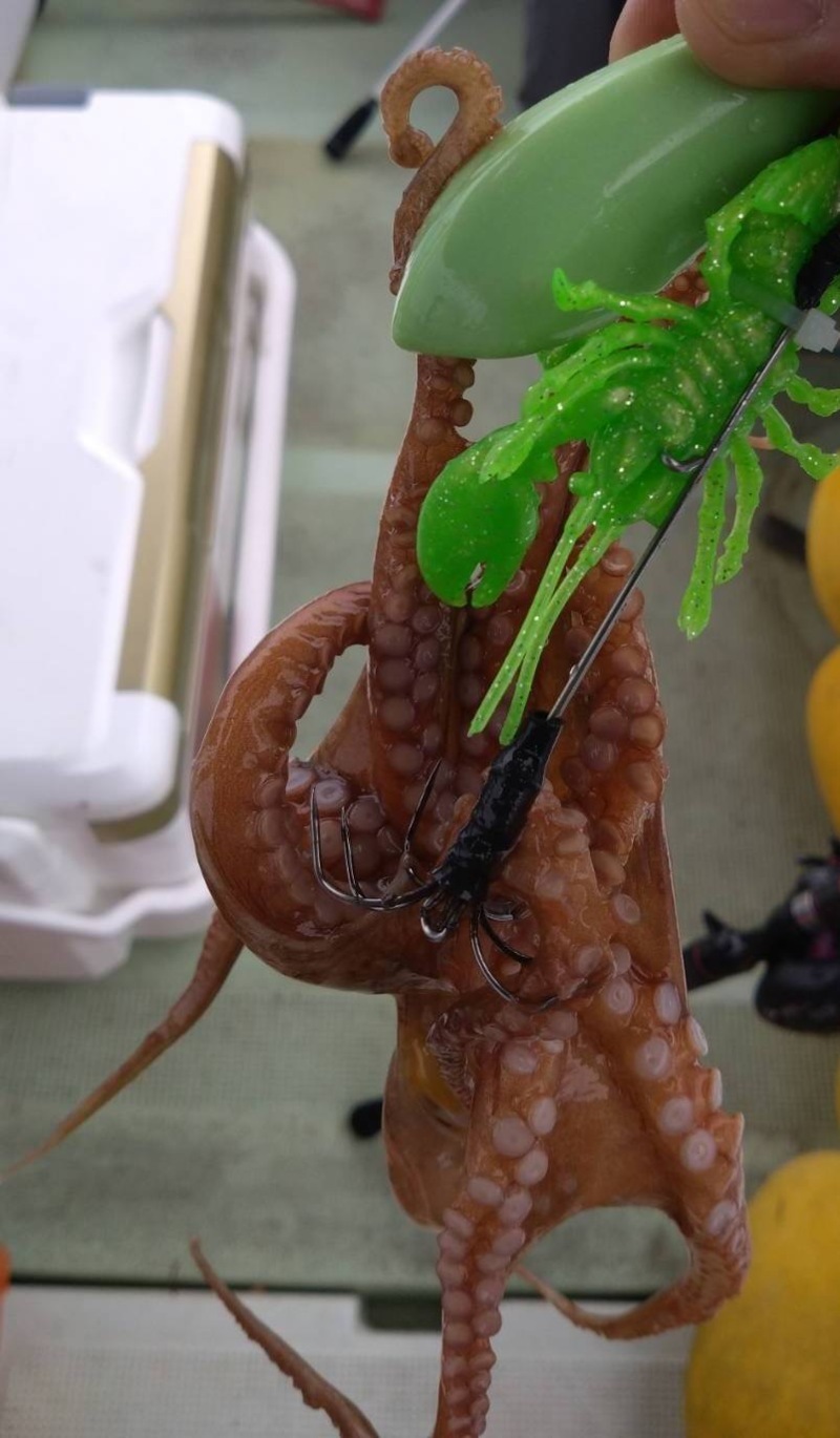 今年初のタイラバたこロング便