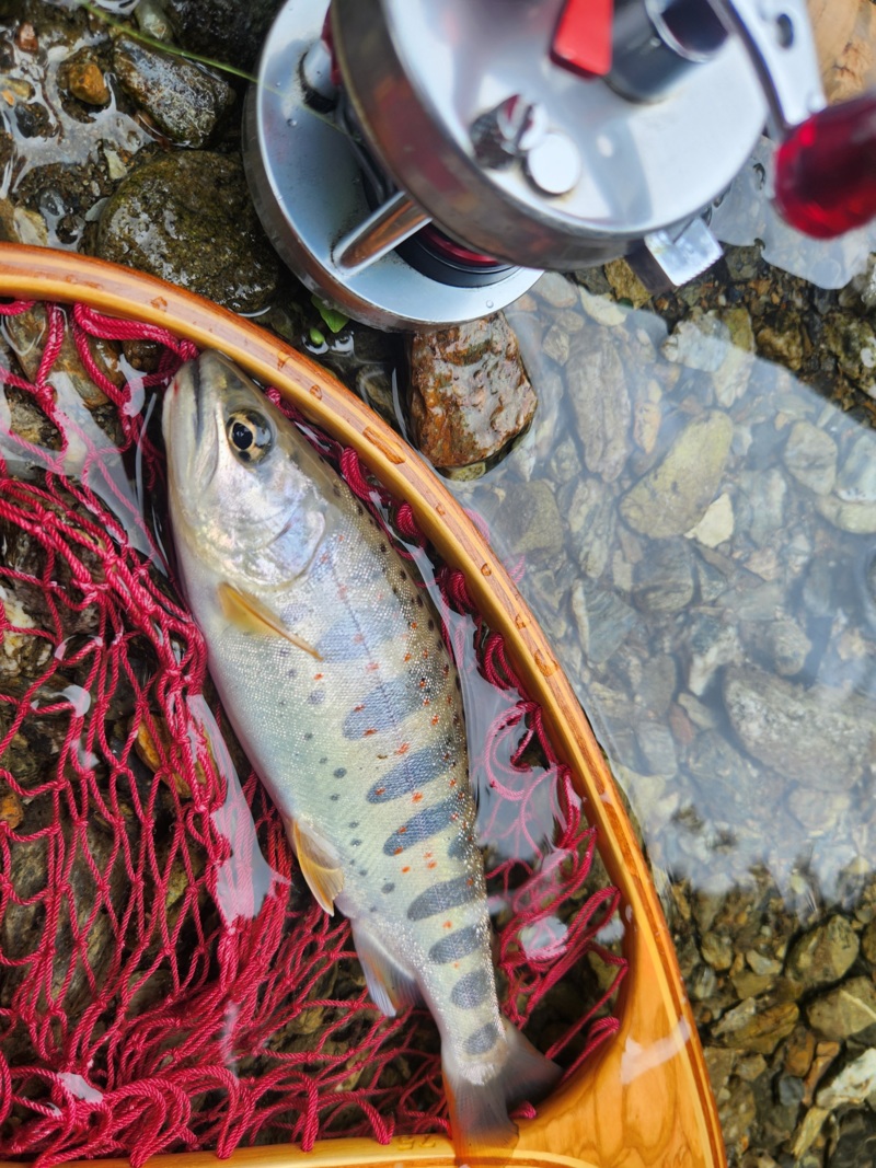 ネイティブルアー 東吉野高見川のアマゴ