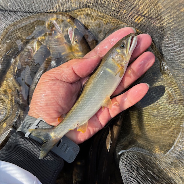 千代川 鮎釣り