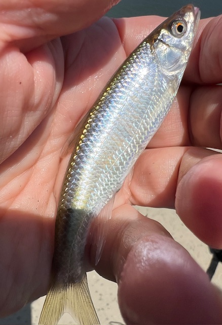 淀川オイカワ釣り1