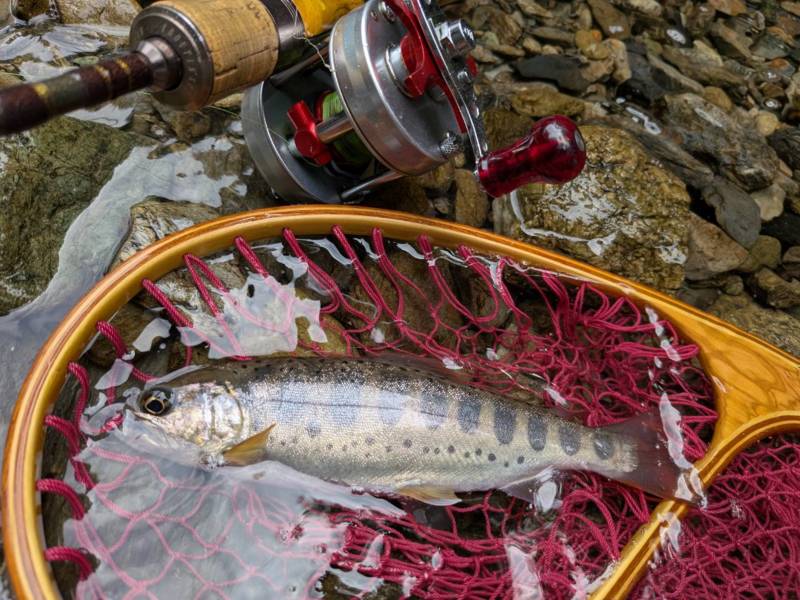 東吉野『高見川』のアマゴ&アユ