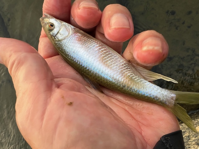 淀川のハエ釣り2