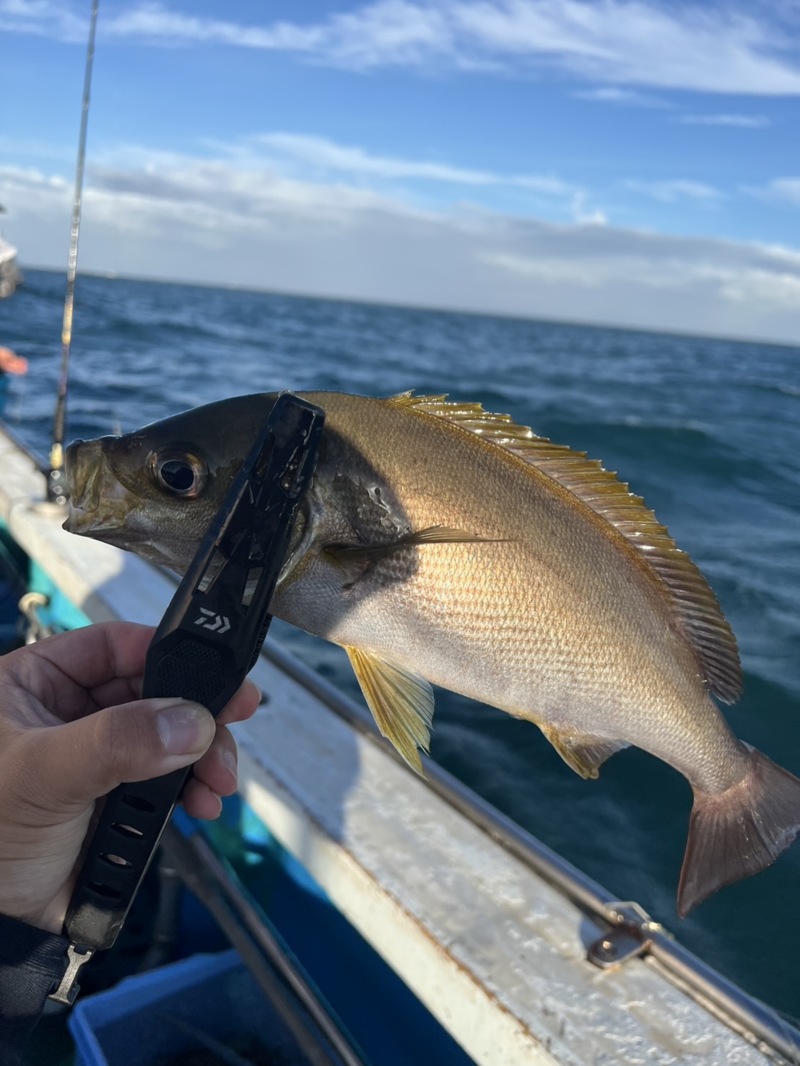 シーズン終盤イサキ釣り!