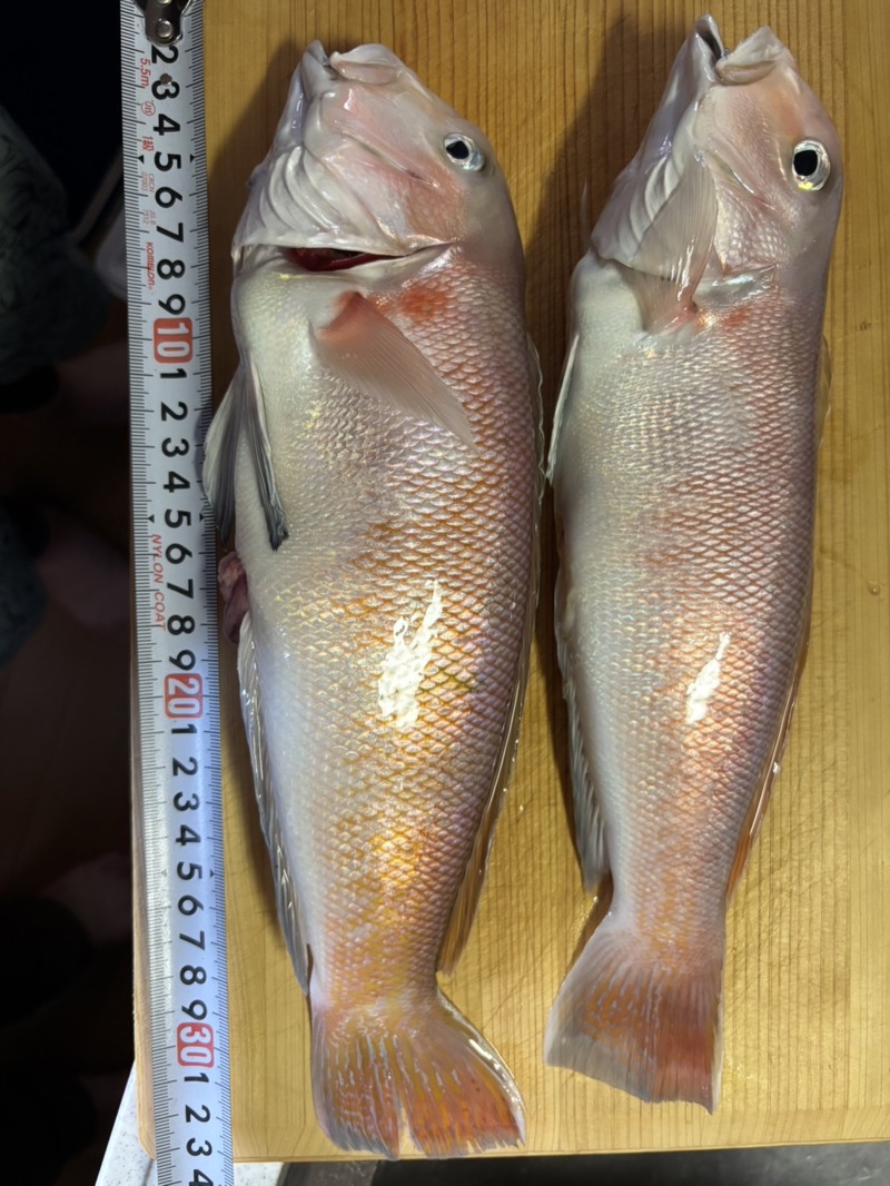 和歌山アマダイ釣行