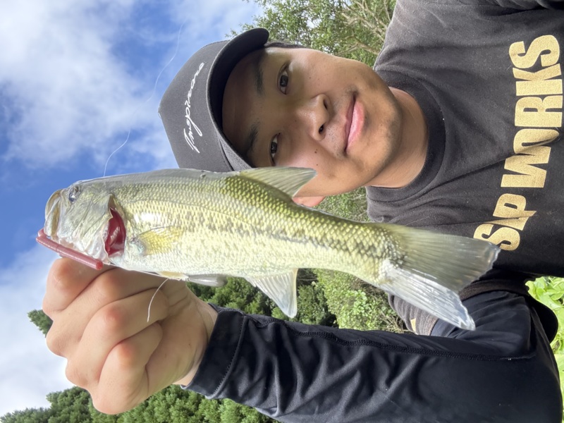 真夏の玉ねぎ島攻略