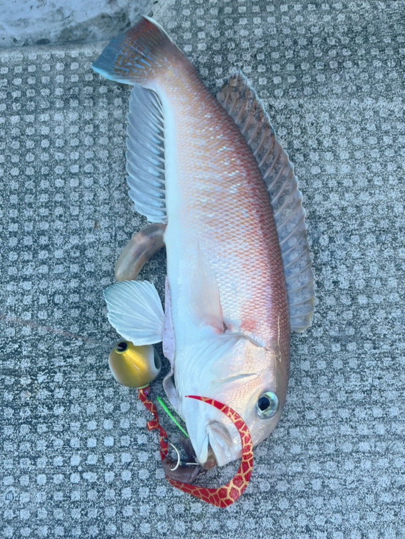 和歌山シロアマダイ・落とし込み釣り