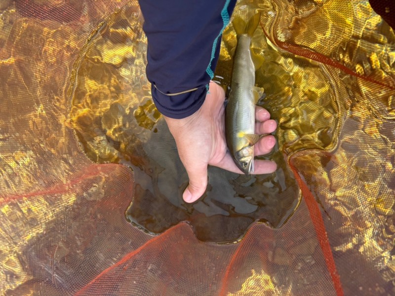 三重県大内山川で友釣りの鮎釣果