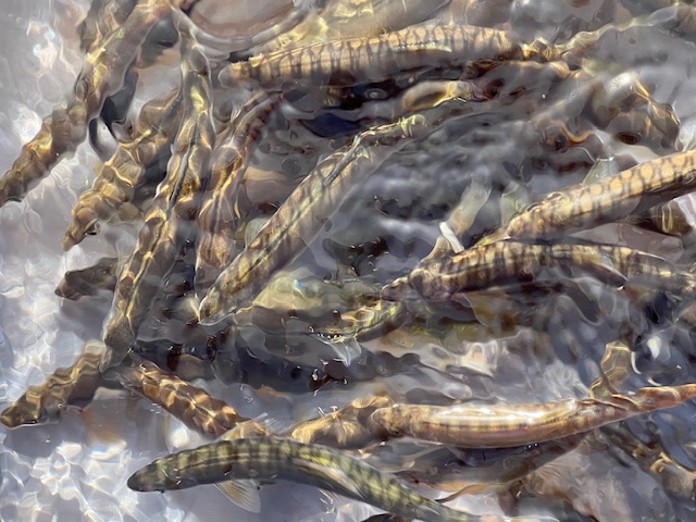 滋賀県琵琶湖知内川で小鮎釣果