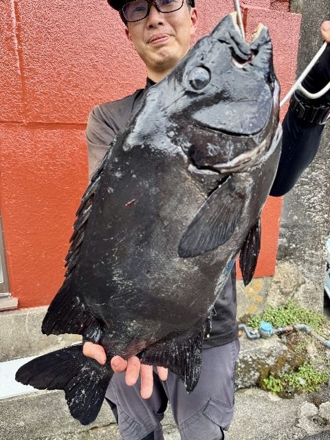 三重県尾鷲市梶賀まで磯釣りで石鯛・石垣鯛釣果