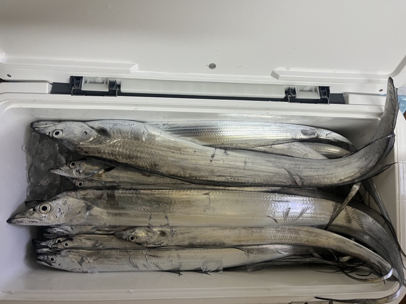 大阪湾の船からテンヤでタチウオ釣果