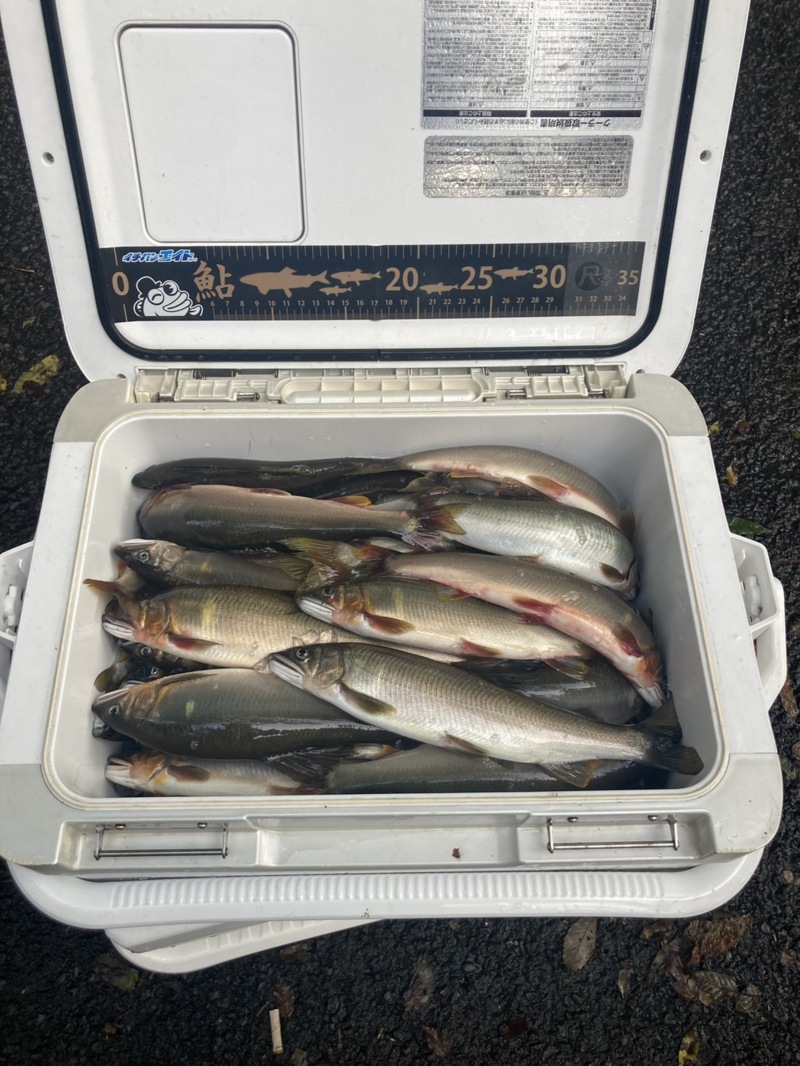 高知県四万十川の友釣りで鮎釣果