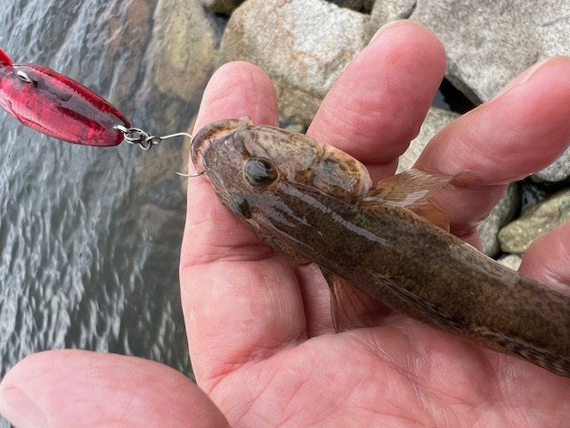 福井県久々子湖のルアーでハゼ釣果