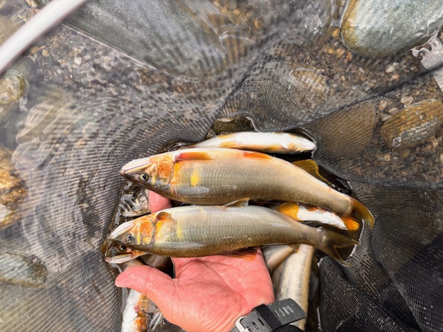 徳島県吉野川の鮎釣果