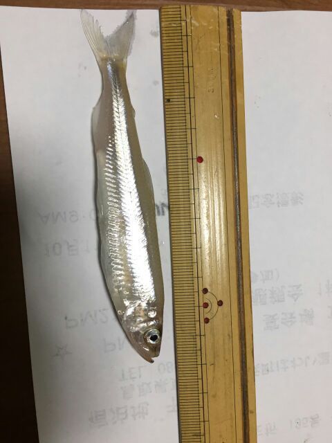 「青野ダム」わかさぎin青野ダム170匹釣果