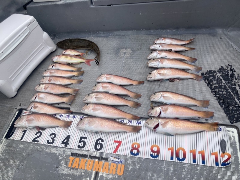 和歌山県紀北の船からエサ釣りで 白甘鯛釣果