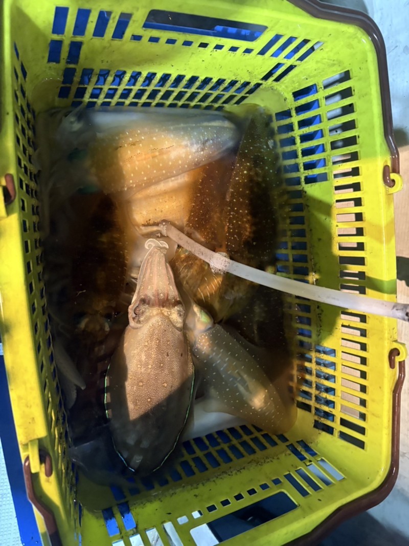 福井県若狭町の「新航丸」ティップランでアオリイカ釣果