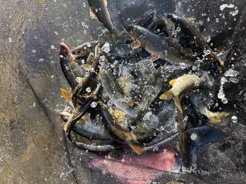 兵庫県矢田川の友釣りで鮎釣果