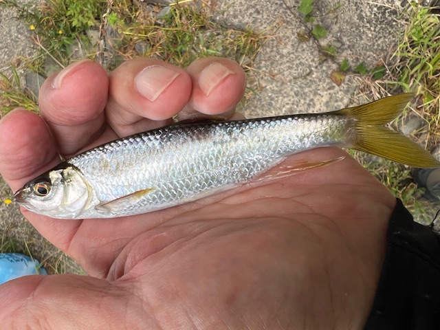 京都府宇治川の岸からオイカワ釣果