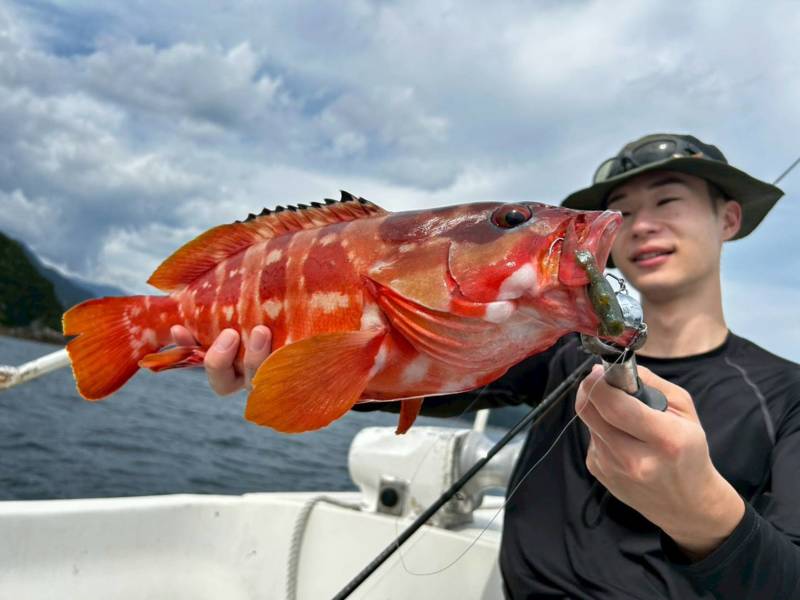 三重県引本浦のレンタルボートでハタ・アオリイカ釣果